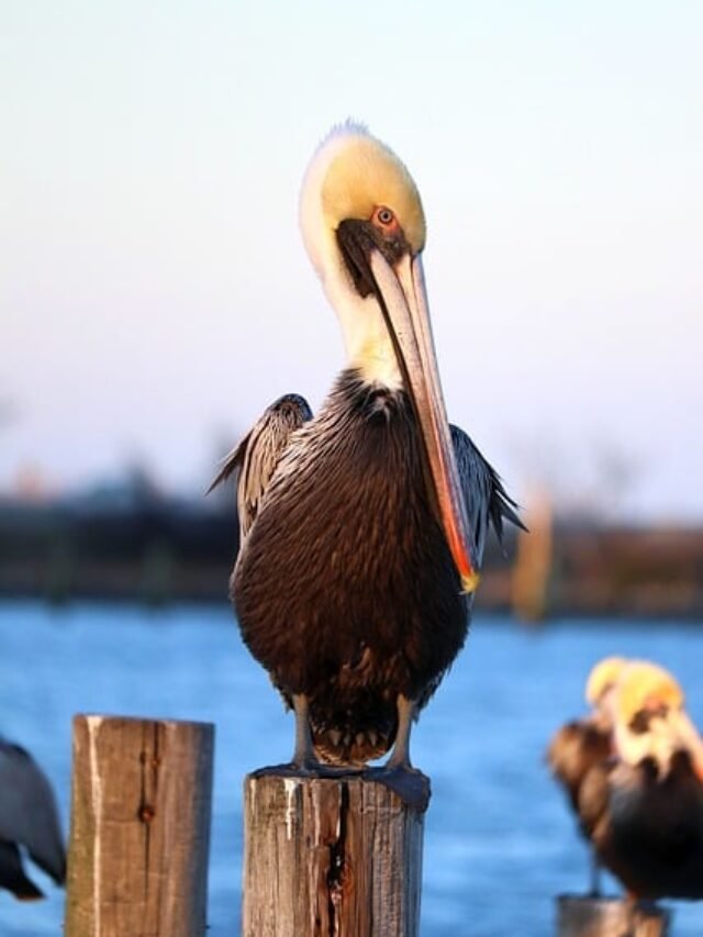 PELICON BIG BIRDS