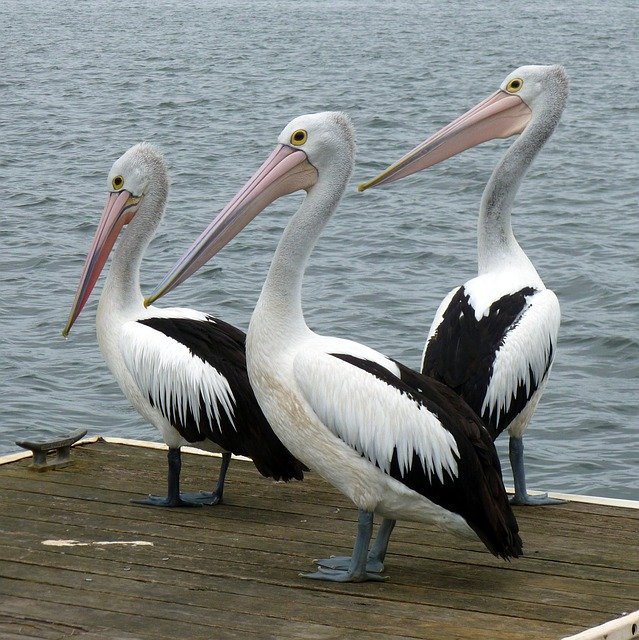 pelicans